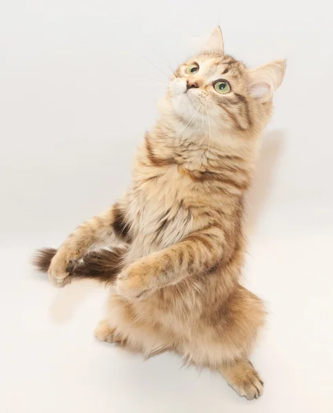 Tricolor pluizig kitten staande op achterpoten — Stockfoto