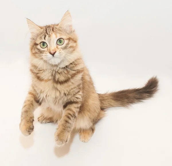 Chaton pelucheux tricolore debout sur les pattes arrière — Photo