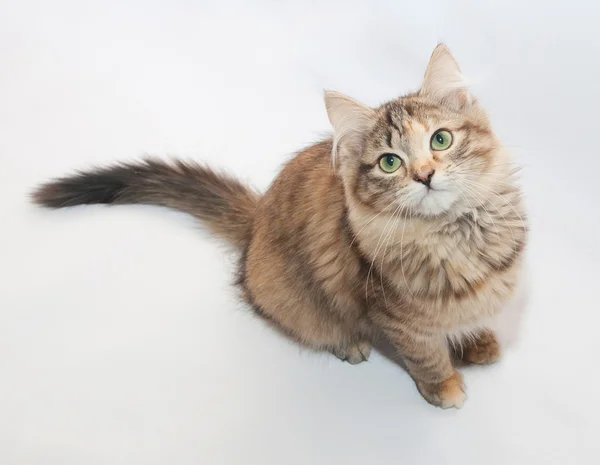 Tricolor fluffy kitten sitting turning tail — Stock Photo, Image