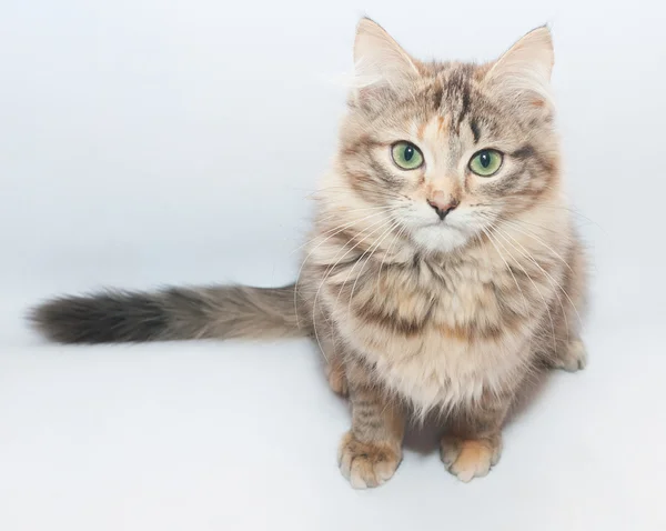 Tricolor fluffy kitten sitting stretching tail — Stock Photo, Image