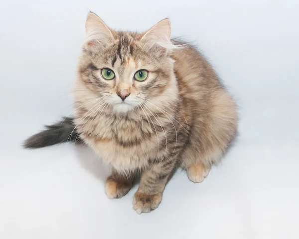 Tricolor esponjoso gatito sentado —  Fotos de Stock