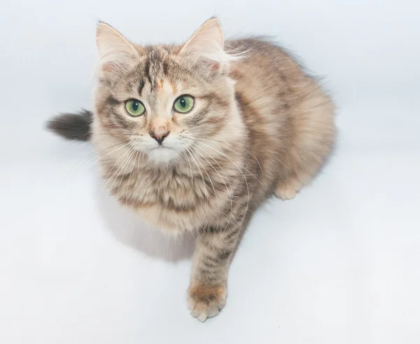 Tricolor gatito esponjoso sentado mirando hacia adelante —  Fotos de Stock