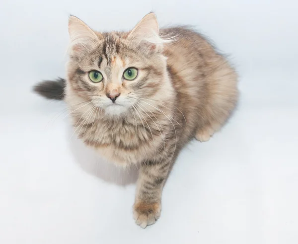 Tricolor fluffy kitten sitting looking forward — Stock Photo, Image