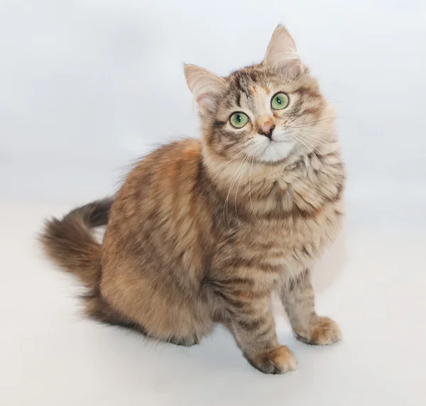 Tricolor пушистый котенок сидя голова отброшена назад — стоковое фото