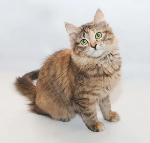 Tricolor fluffy kitten sitting head thrown back — Stock Photo, Image