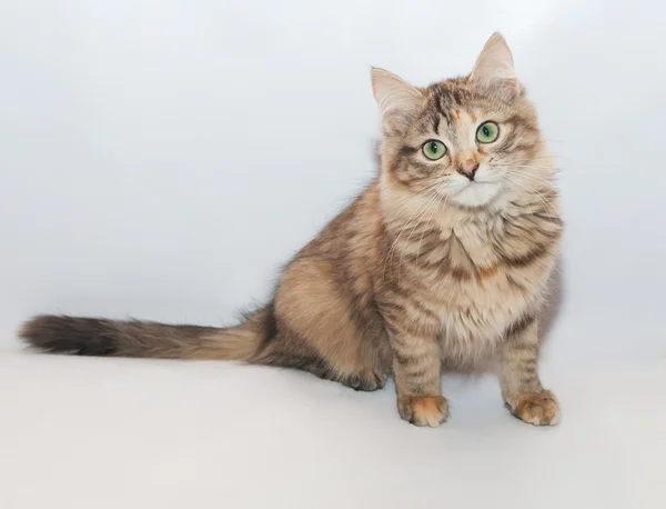 Tricolor gatito esponjoso sentado mirando pensativamente —  Fotos de Stock