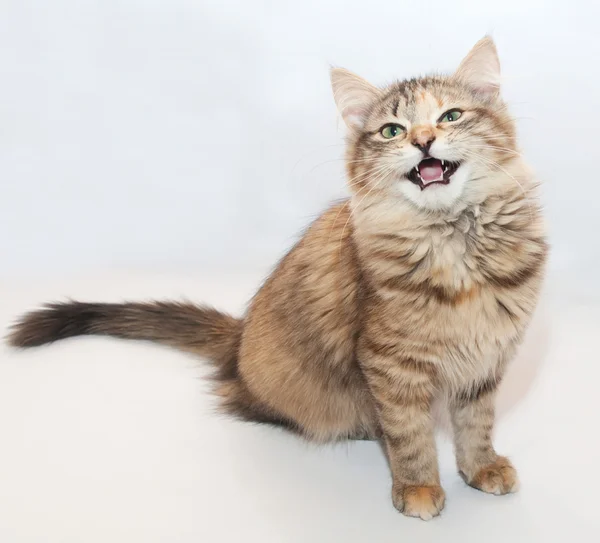 Tricolor pluizig kitten meowing vergadering — Stockfoto