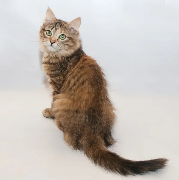 Tricolor flauschiges Kätzchen sitzt über seiner Schulter — Stockfoto