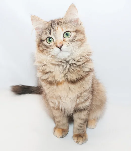 Tricolor esponjoso gatito sentado buscando sorprendido —  Fotos de Stock