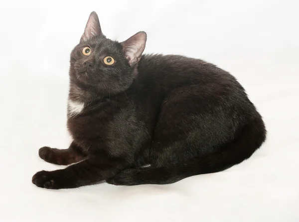Černá kočka s žlutýma očima a bílá skvrna na hrudi je Hledám — Stock fotografie