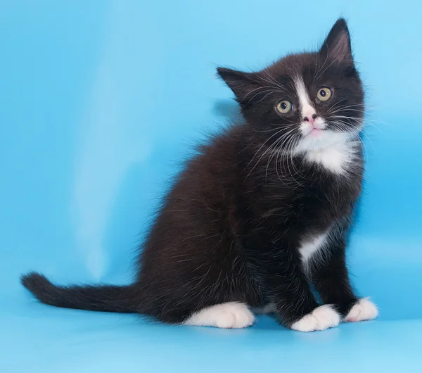 Zwarte en witte pluizige kitten zitten, bang zijn oren — Stockfoto