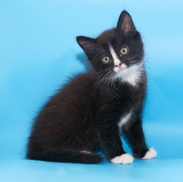 Black and white fluffy kitten sits with his head bowed — Stock Photo, Image