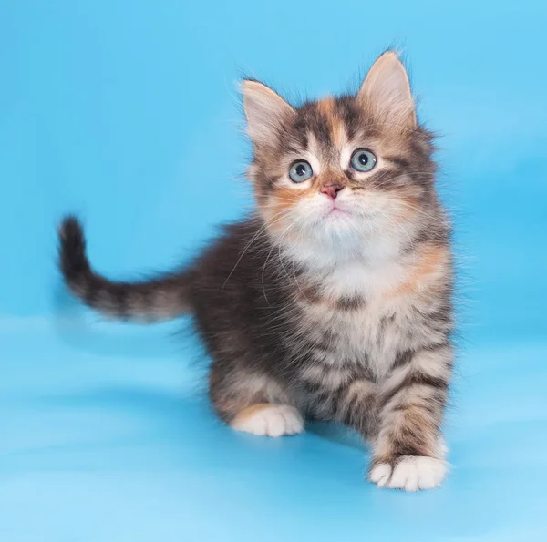 Tricolor fluffy kitten sneaking looking up — Stock Photo, Image