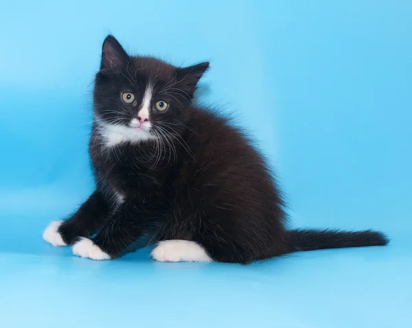 Black and white fluffy kitten recoiled, startled his ears — Stock Photo, Image