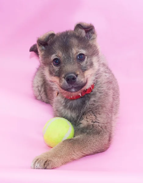 Small gray fluffy puppy protects ball — Stock Photo, Image