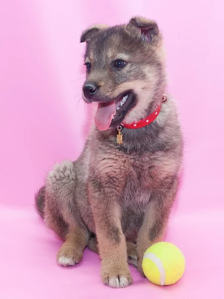 Pequeño cachorro gris esponjoso sentado, mirando hacia otro lado — Foto de Stock