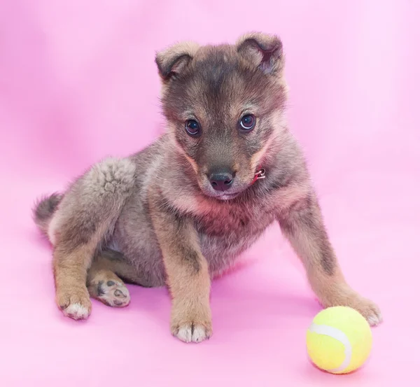 Pequeño gris esponjoso cachorro cauteloso mira desde abajo hacia arriba — Foto de Stock