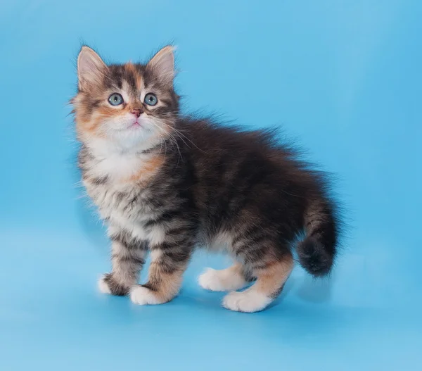 Tricolor gatito esponjoso vale la pena mirar hacia atrás — Foto de Stock