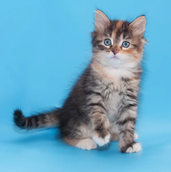 Tricolor fluffy kitten sits with his front foot — Zdjęcie stockowe