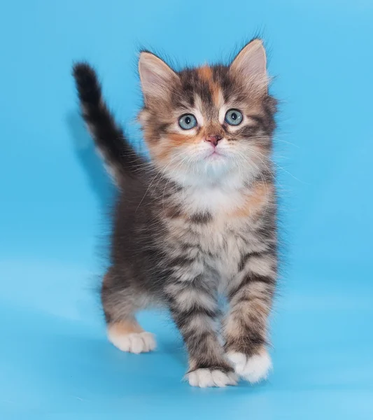 Tricolor fluffiga kattunge tar steg framåt — Stockfoto