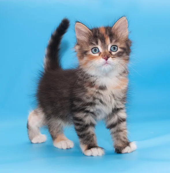 Tricolor fluffy kitten goes forward — Stock Photo, Image