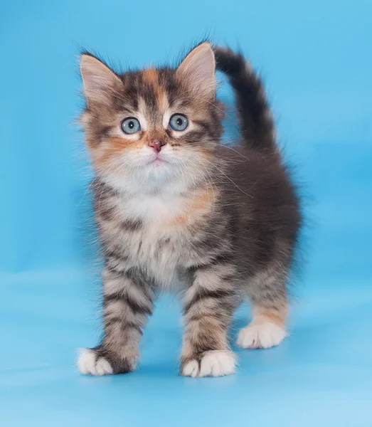 Tricolor flauschiges Kätzchen starrt nach vorne — Stockfoto