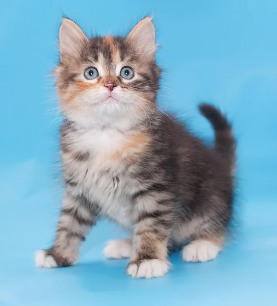 Tricolor esponjoso gatito se sienta ansiosamente mirando hacia arriba —  Fotos de Stock
