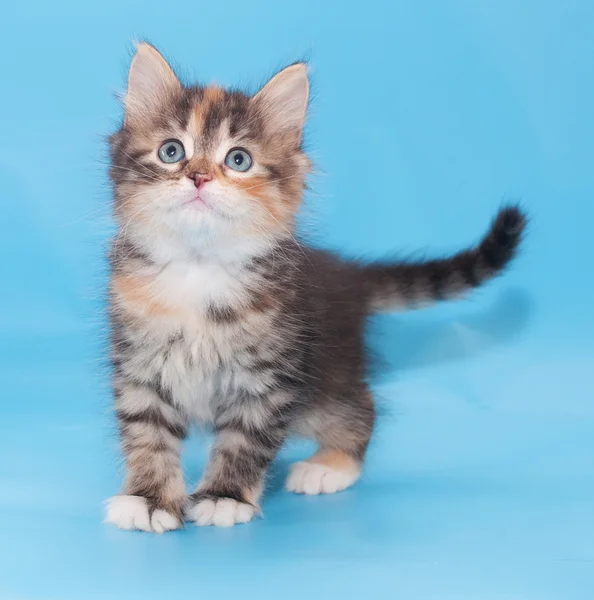 Tricolor fluffy kitten standing pensively looking up — Stock Photo, Image