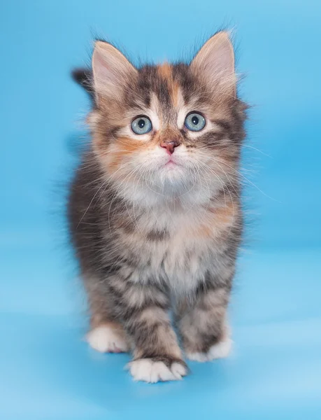 Tricolor fluffy kitten is looking up — Stock Photo, Image