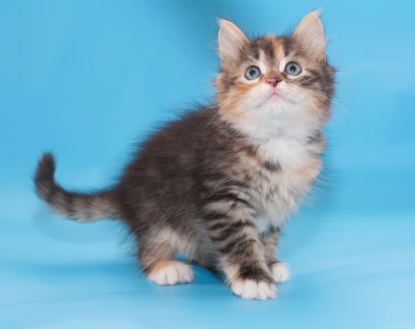 Tricolor fluffy kitten looking up with interest, tail sticking o — Stock Photo, Image