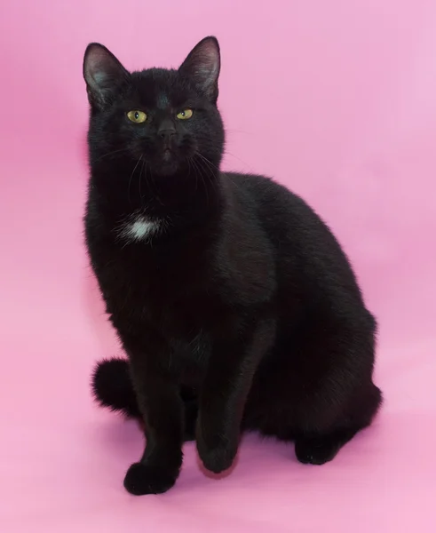 Gato negro con mancha blanca en el pecho sentado — Foto de Stock