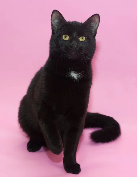 Czarny kot z białą plamkę na siedzący w klatce piersiowej — Zdjęcie stockowe