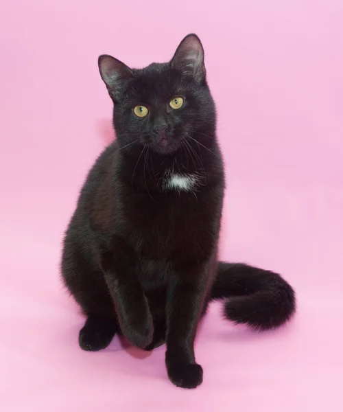 Black cat with white spot on the chest sitting — Stock Photo, Image