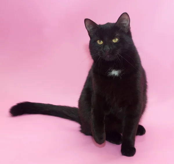 Černá kočka s bílou skvrnou na hrudi sezení — Stock fotografie