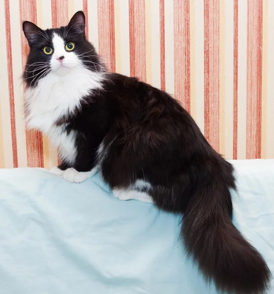 Пушистая черно-белая кошка сидит — стоковое фото