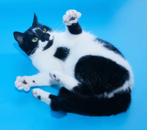 Vit katt med svarta fläckar ligger utsträckta tassar — Stockfoto