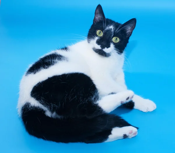 Biały kot z czarnymi plamami szuka uwodzicielsko — Zdjęcie stockowe