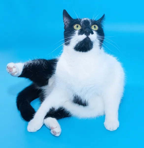 白色的猫，坐在他的腿，望着黑色的斑点 — 图库照片