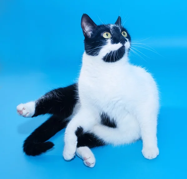 Gatto bianco con macchie nere seduto attaccare la zampa — Foto Stock