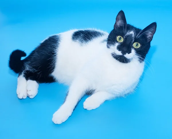 Witte kat met zwarte stippen ligt — Stockfoto