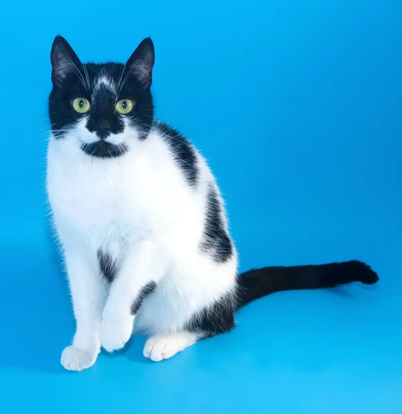 Gato blanco con manchas negras sentado pata delantera levantada — Foto de Stock