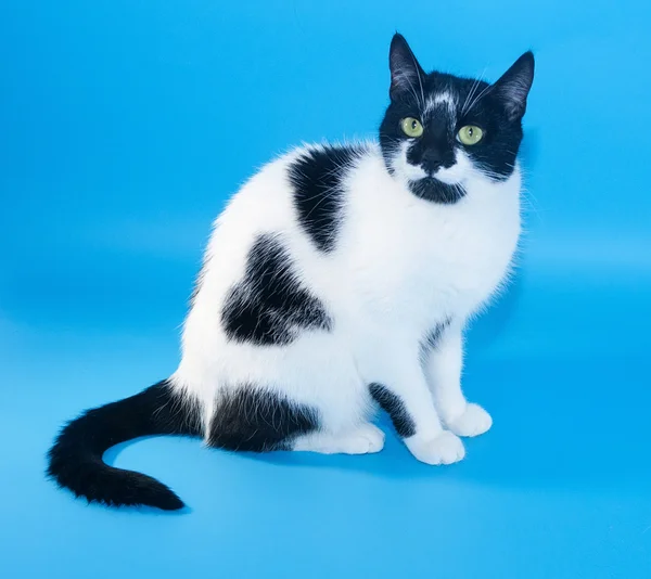 Witte kat met zwarte vlekken zitten — Stockfoto