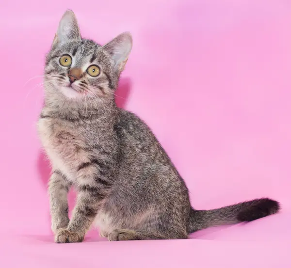 Маленький полосатый котёнок — стоковое фото