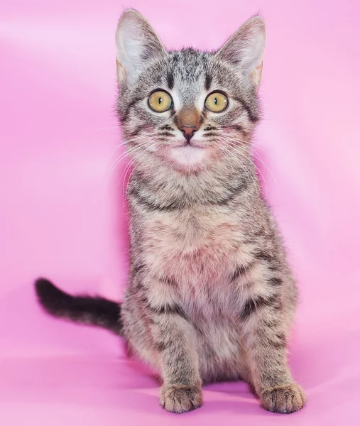 Small striped kitten sitting — Stock Photo, Image