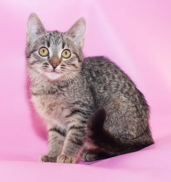 Malé prokládané kotě sedící — Stock fotografie