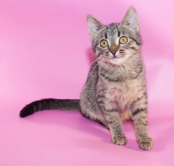 Small striped kitten sitting — Stock Photo, Image