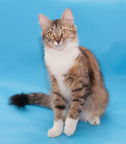 Tricolor flauschige Katze sitzt — Stockfoto