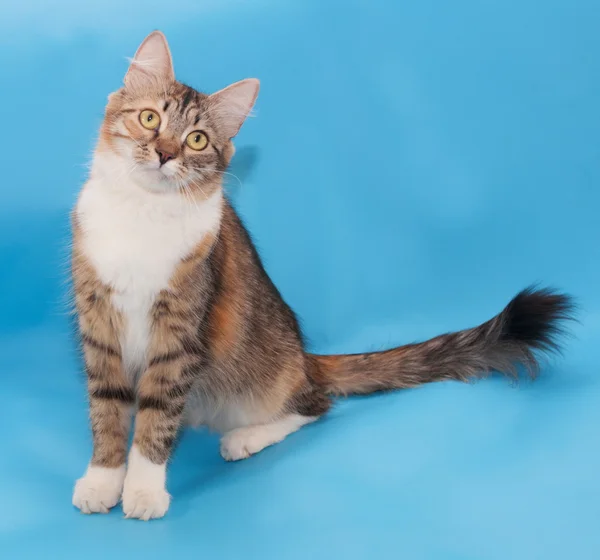 Tricolor fluffy cat sits — Stock Photo, Image