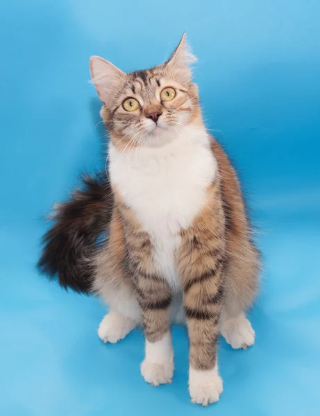 Tricolor fluffy cat sits — Stock Photo, Image