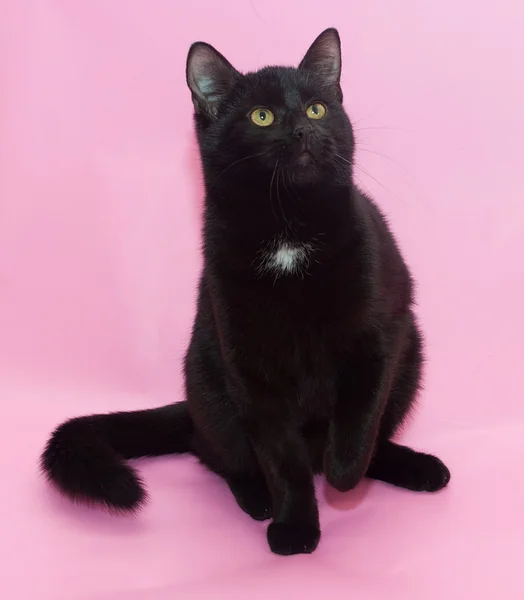 Gato negro con mancha blanca en el pecho sentado — Foto de Stock